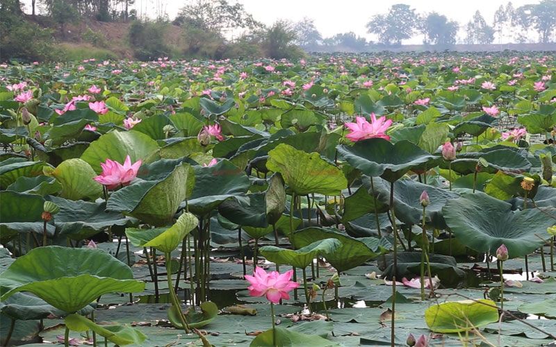 กีฬาพายเรือ