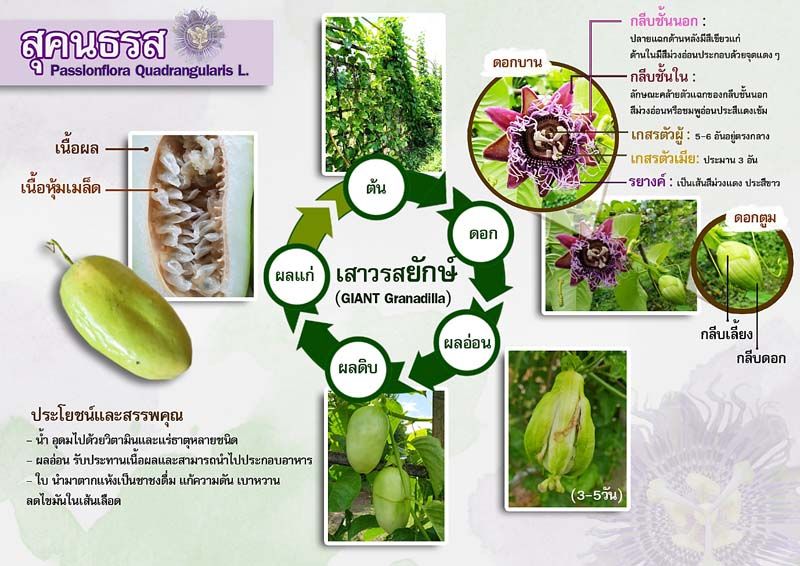 กีฬา - วิทยาศาสตร์ สำหรับเยาวชน : สุคนธรส (เสาวรสยักษ์) - หนังสือพิมพ์แนวหน้า