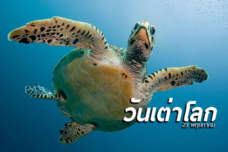 ข่าว Like สาระ - 23 พฤษภาคมของทุกปี เป็นวันเต่าโลก (World Turtle Day)