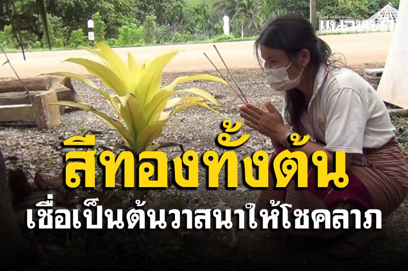 ต้น วาสนา ออกดอก เลข เด็ด